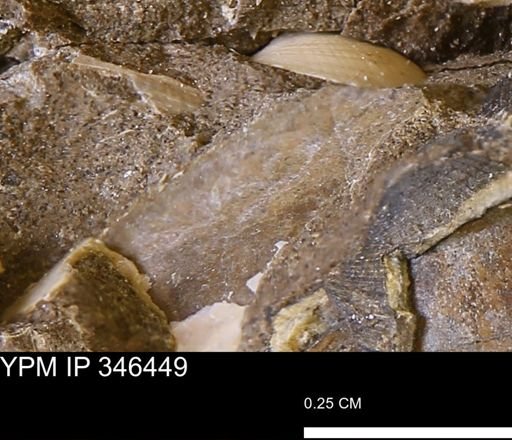 undet. Mollusca