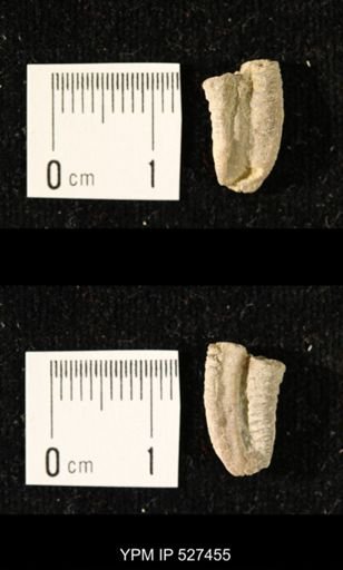 Iocrinus subcrassus