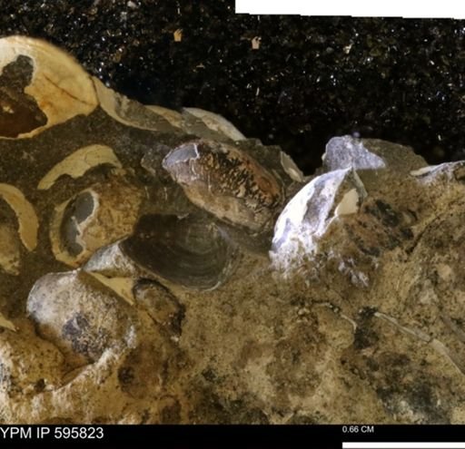 Protocardia sp.