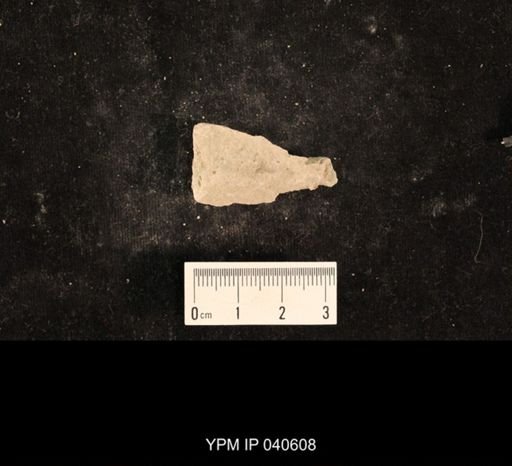 Liomopterum sp.