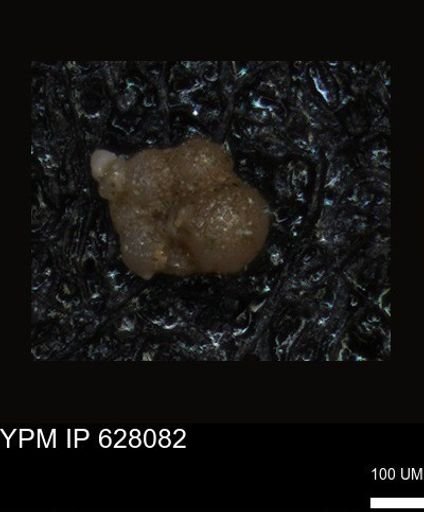 undet. Foraminiferida