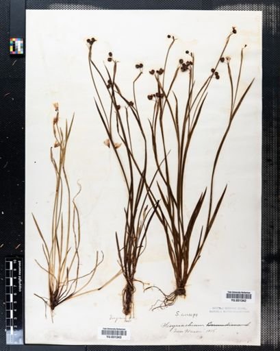 Plantae