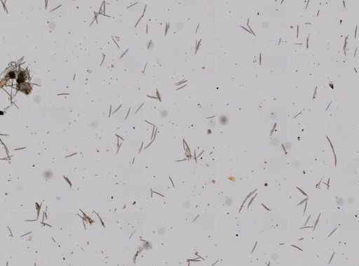 Haliclona oculata