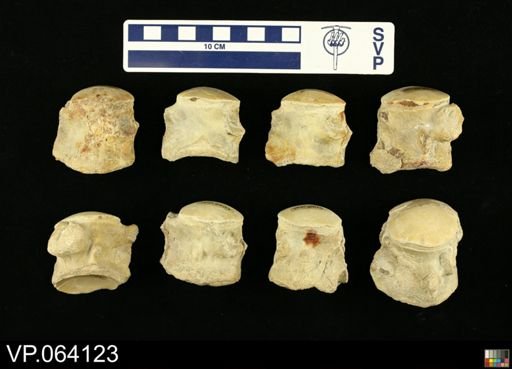 undet. Mosasauridae