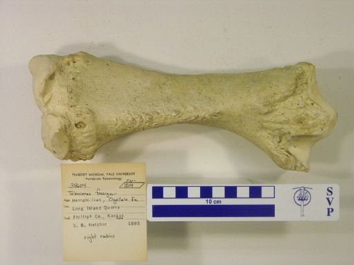 Teleoceras fossiger