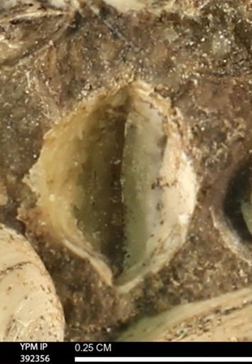 Protocardia subquadrata