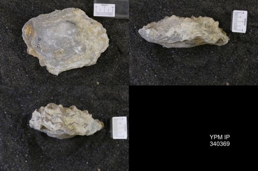 Ostrea subovata