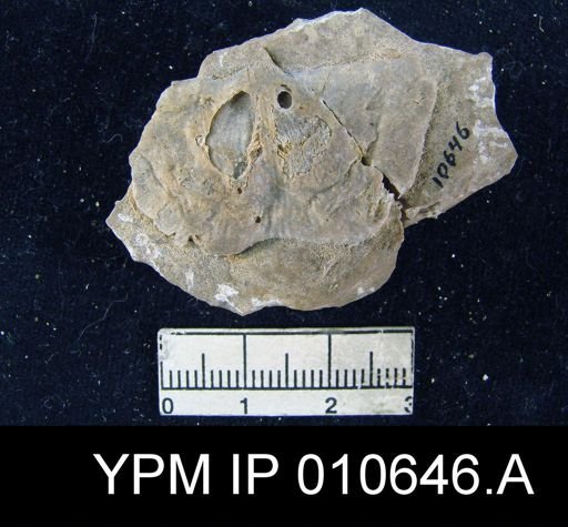 Productus multistriatus