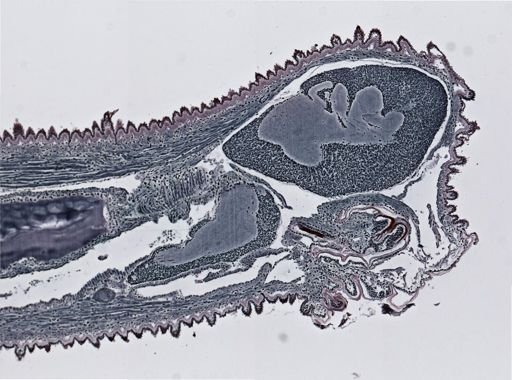 Oroperipatus corradoi