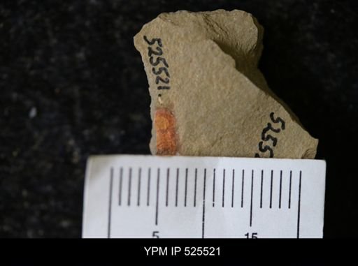 undet. Synziphosurina