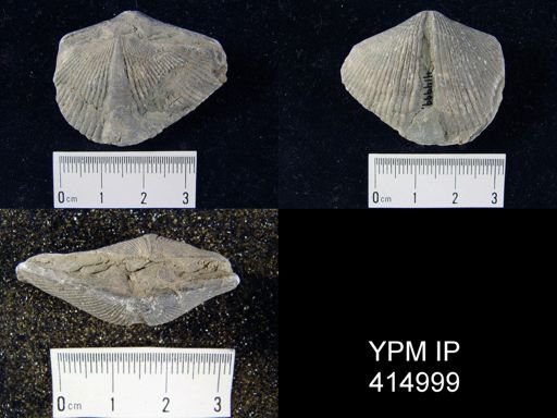 Spinocyrtia sp.