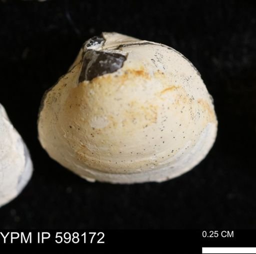 Limopsis striatopunctatus