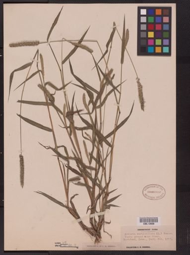 Setaria verticillata