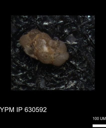 undet. Foraminiferida