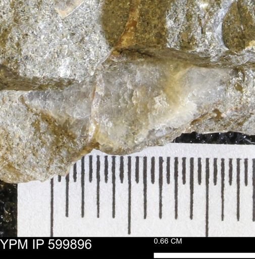Ostreidae?