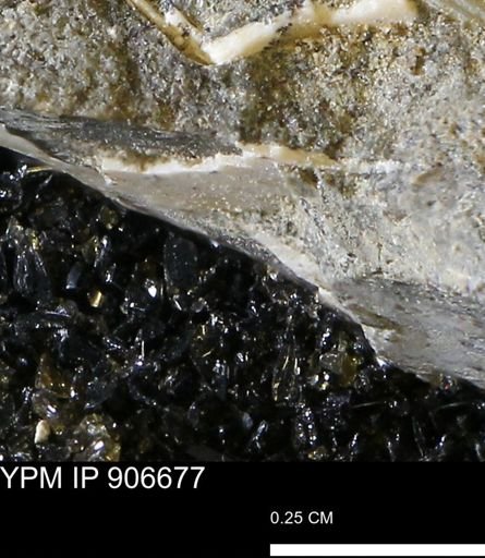 undet. Mollusca