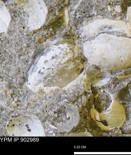 Corbulamella?