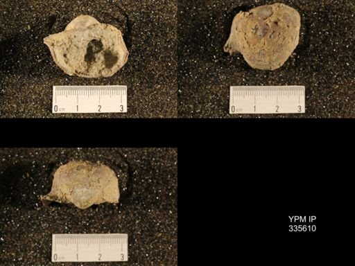 Linoproductus cora