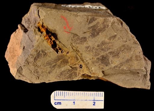 Cladophlebis sp.