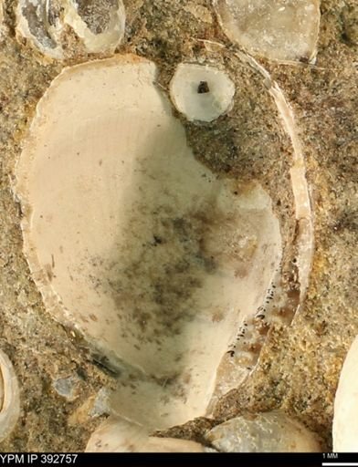 undet. Bivalvia