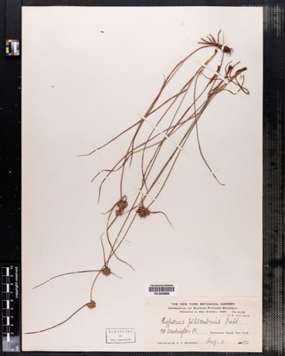 Cyperus filiculmis