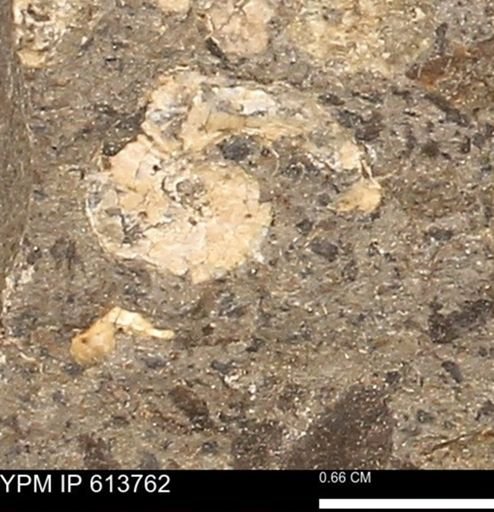 Scaphites sp.