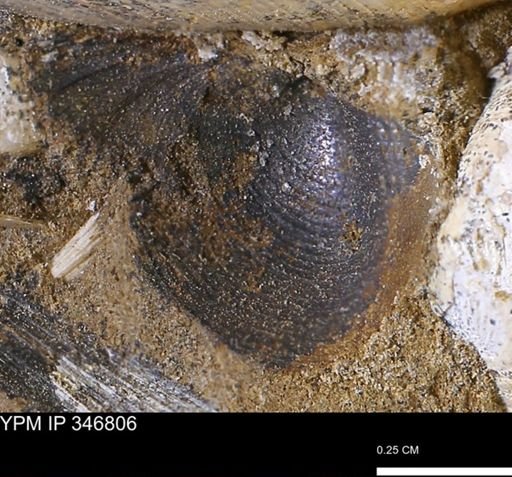 Limopsis striatopunctatus