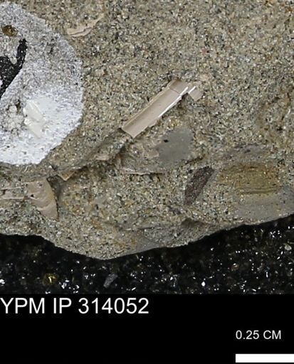 undet. Scaphopoda
