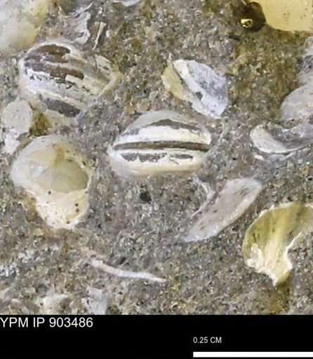 Corbulamella sp.