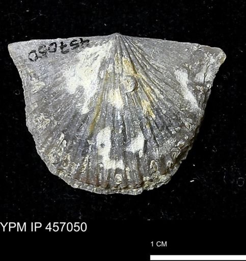 Stropheodonta sp.