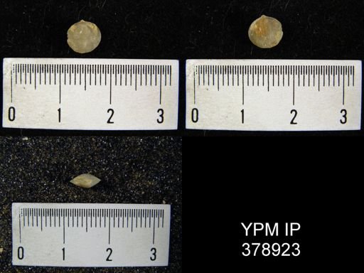 Nucleospira pisiformis