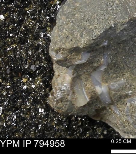 undet. Bivalvia