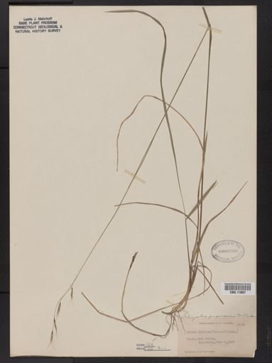 Schizachne purpurascens