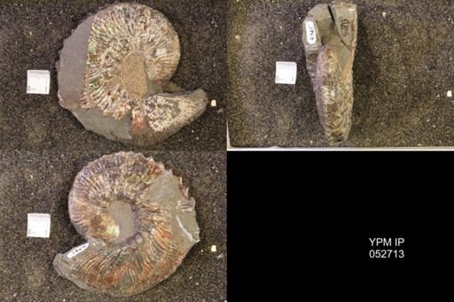 Jeletzkytes nebrascensis