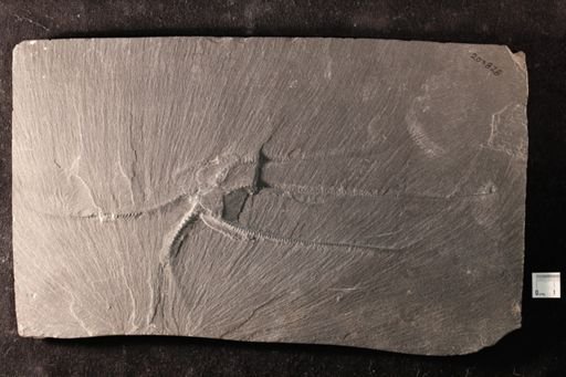 Furcaster decheni
