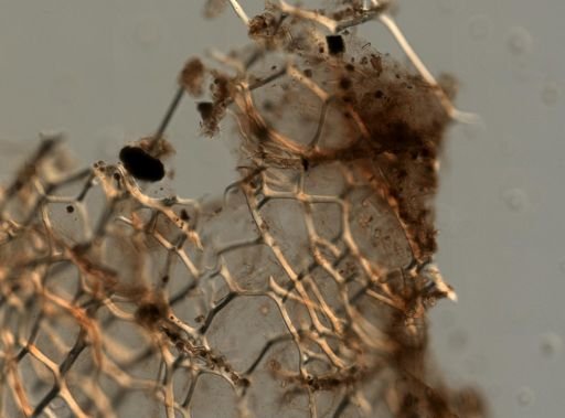 Carteriospongia