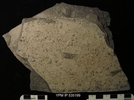 undet. Eurypterida
