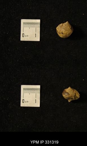 Ianthinopsis