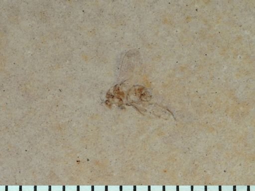 undet. Diptera