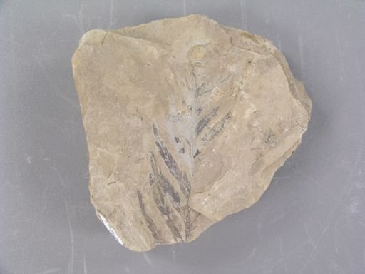 Aspidium monocarpum
