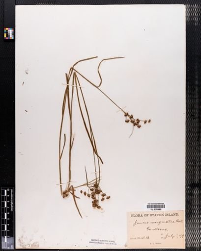 Juncus marginatus