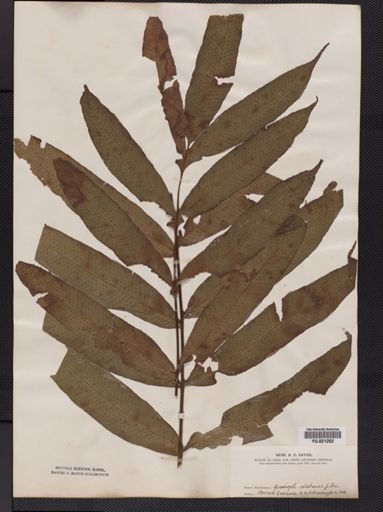 Polypodium