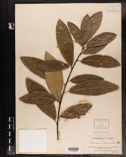 Plantae