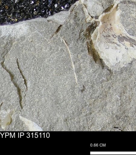 undet. Scaphitidae