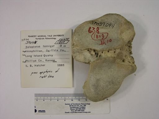 Teleoceras fossiger