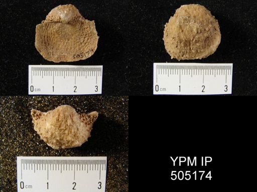 Pustula nebrascensis
