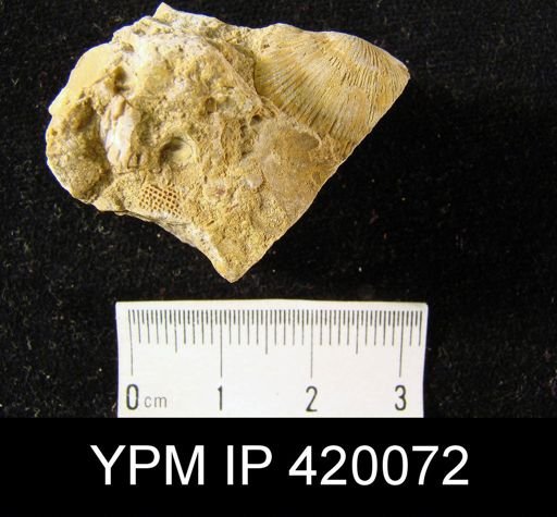 undet. Orthotetida