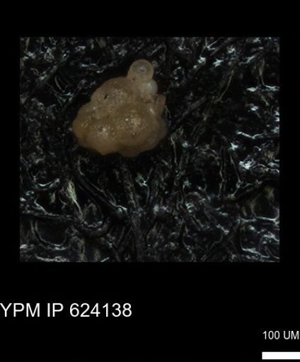 undet. Foraminiferida