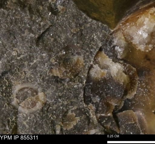 undet. Mollusca