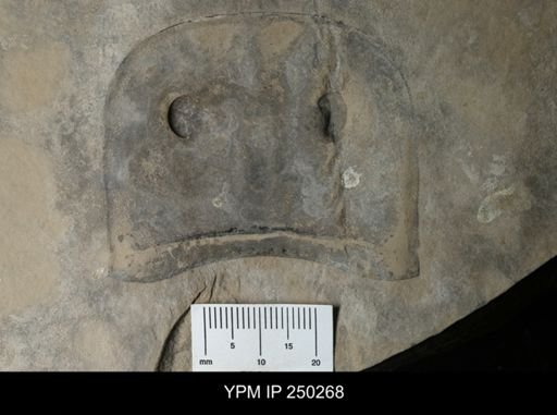 Eurypterus